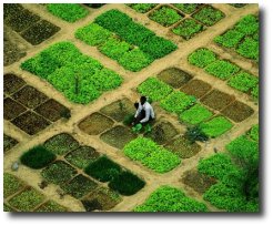 Un potager bio